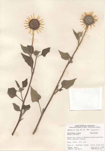 Helianthus annuus (Common sunflower) #28931