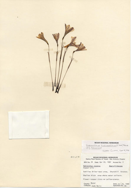 Habranthus tubispathus (Rio grande copperlily) #28932