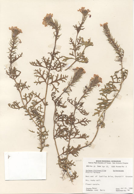 Glandularia bipinnatifida var. bipinnatifida (Prairie verbena) #28934