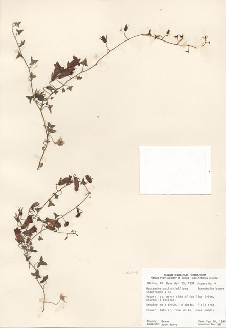 Maurandella antirrhiniflora (Snapdragon vine ) #28936