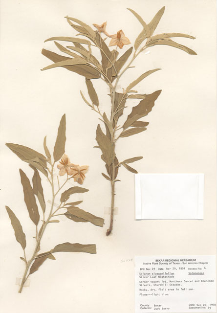 Solanum elaeagnifolium (Silverleaf nightshade) #28937