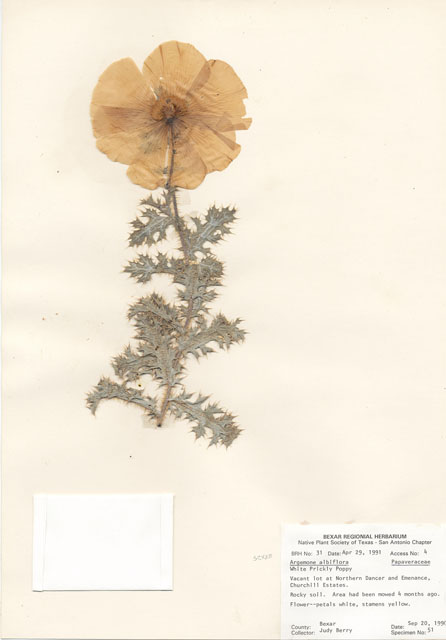 Argemone albiflora (Bluestem pricklypoppy) #28939