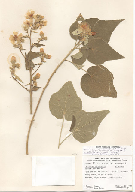 Allowissadula holosericea (Velvet-leaf mallow) #28942