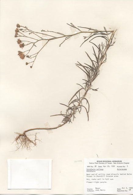 Palafoxia callosa (Small palafox) #28946