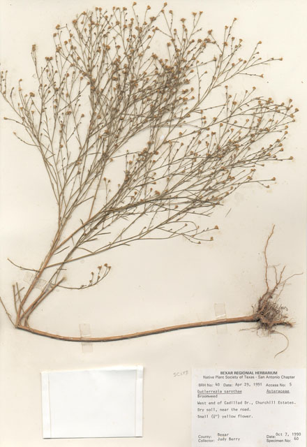 Gutierrezia sarothrae (Broom snakeweed) #28949