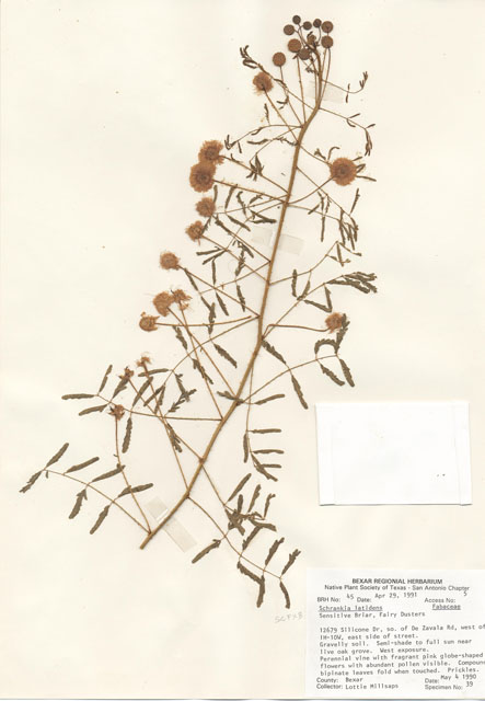 Mimosa latidens (Kairn's sensitive briar) #28954