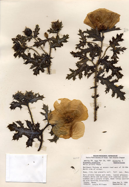 Argemone albiflora (Bluestem pricklypoppy) #28958