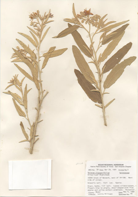 Solanum elaeagnifolium (Silverleaf nightshade) #28959