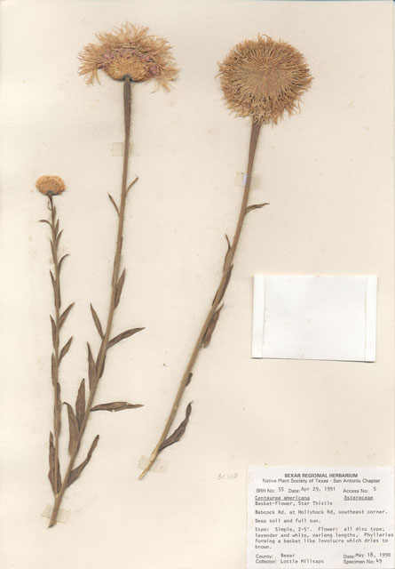 Centaurea americana (American basket-flower) #28976