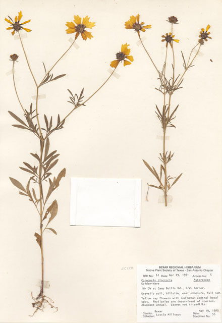 Coreopsis tinctoria (Plains coreopsis) #29024