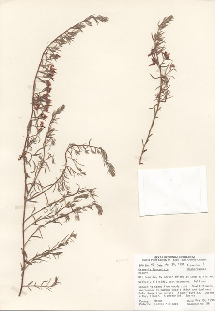 Krameria lanceolata (Trailing krameria) #29025