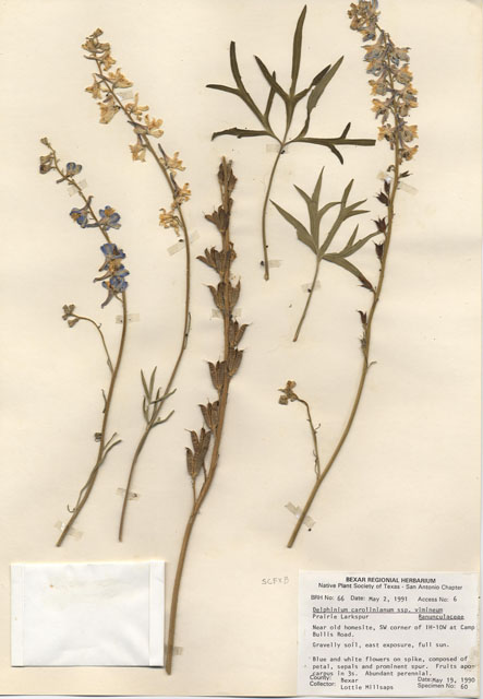 Delphinium carolinianum ssp. vimineum (Carolina larkspur) #29029