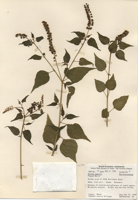 Rivina humilis (Pigeonberry) #29034