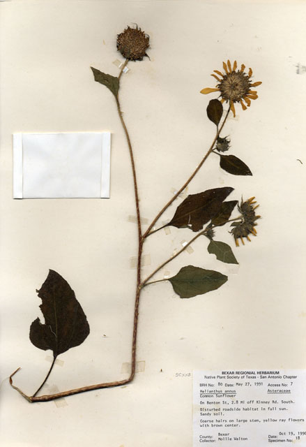 Helianthus annuus (Common sunflower) #29043