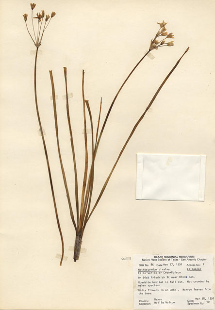 Nothoscordum bivalve (Crowpoison) #29049