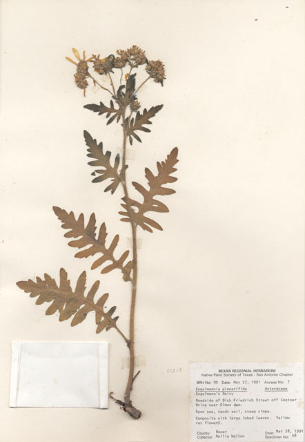 Engelmannia peristenia (Engelmann's daisy) #29053