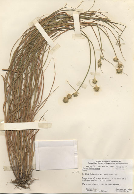 Carex tetrastachya (Britton's sedge) #29054