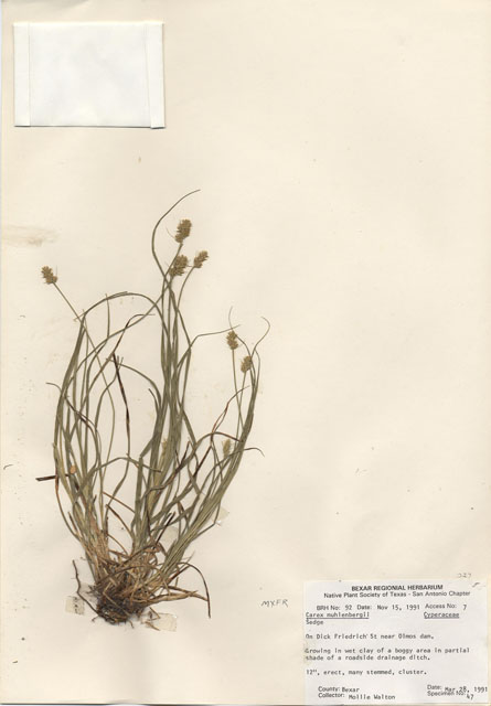Carex muehlenbergii (Muhlenberg's sedge) #29055