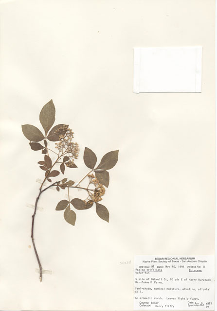 Ptelea trifoliata (Wafer ash) #29056
