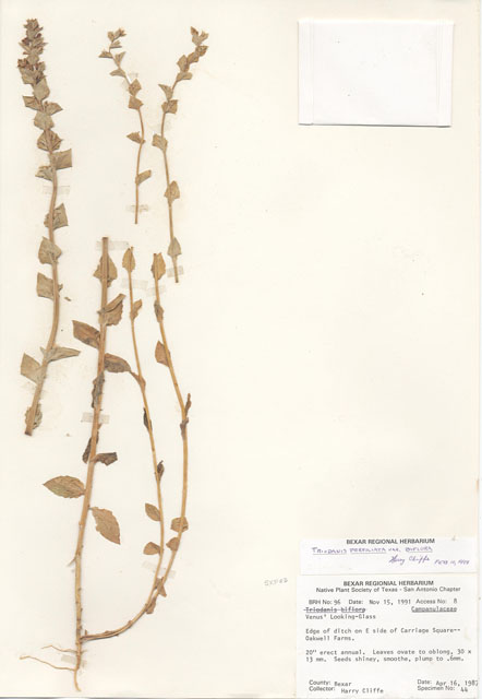 Triodanis biflora (Small venus' looking-glass) #29059