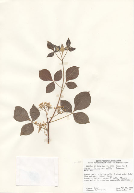 Ptelea trifoliata var. mollis (Common hoptree) #29061