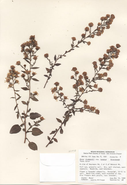 Symphyotrichum drummondii var. texanum (Drummond's aster) #29064