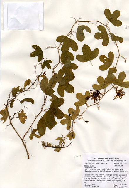 Passiflora affinis (Bracted passionflower) #29066