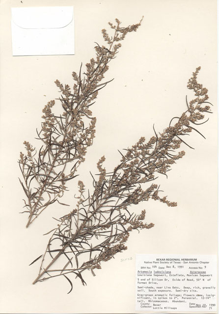 Artemisia ludoviciana (Louisiana artemisia) #29067