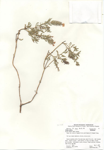 Glandularia bipinnatifida var. ciliata (Davis mountains mock vervain) #29068