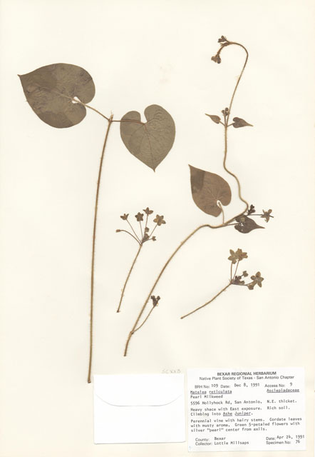 Matelea reticulata (Pearl milkweed vine) #29071