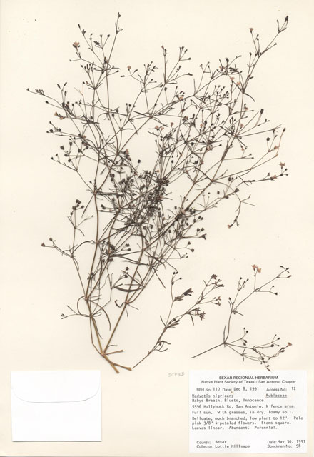 Stenaria nigricans var. nigricans (Diamondflowers) #29072