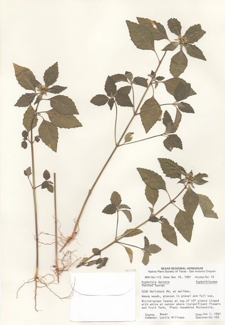 Euphorbia dentata (Toothed spurge) #29077