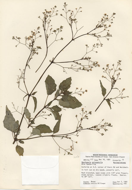 Boerhavia anisophylla (Wineflower) #29079