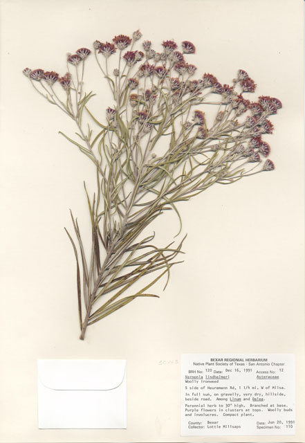 Vernonia lindheimeri (Woolly ironweed) #29082