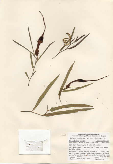 Aristolochia erecta (Swanflower) #29087
