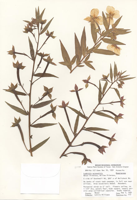 Ludwigia octovalvis (Mexican primrose-willow) #29089