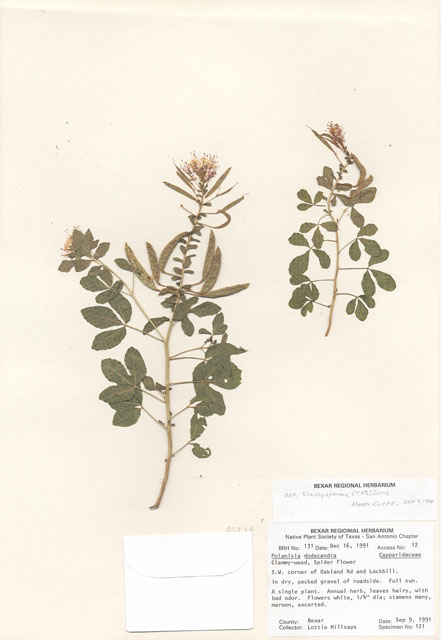 Polanisia dodecandra (Redwhisker clammyweed) #29093