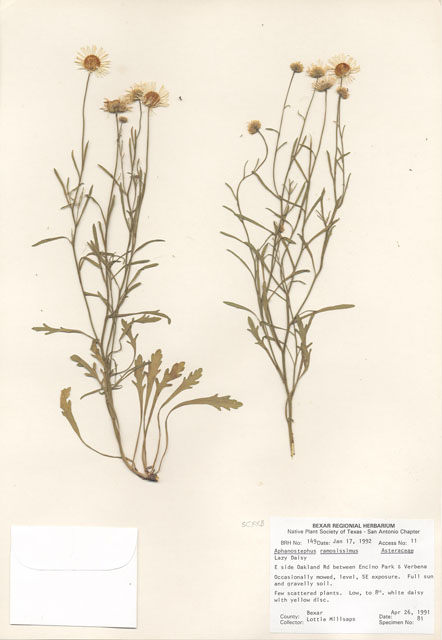 Aphanostephus ramosissimus (Plains dozedaisy) #29111