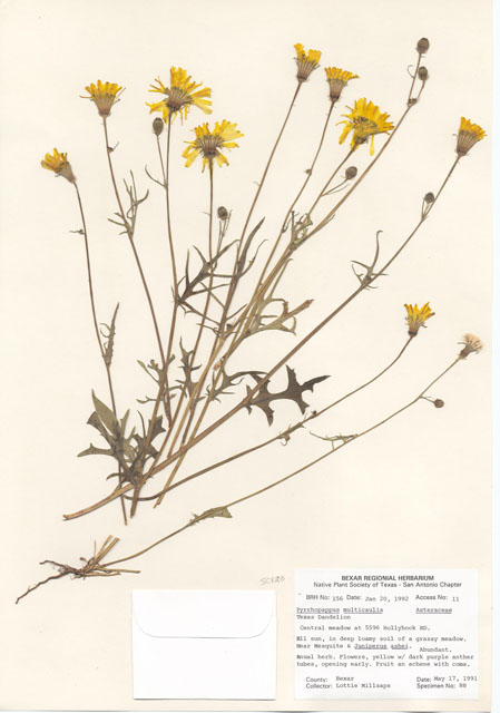 Pyrrhopappus pauciflorus (Smallflower desert-chicory) #29118