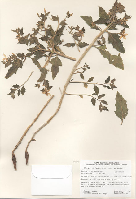Mentzelia oligosperma (Stick-leaf) #29124