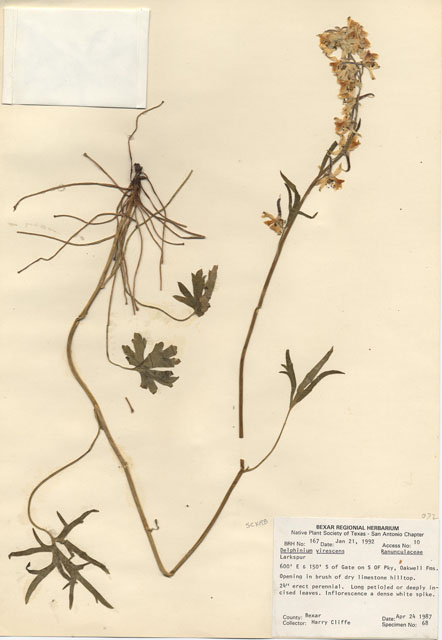 Delphinium carolinianum ssp. virescens (Carolina larkspur) #29128