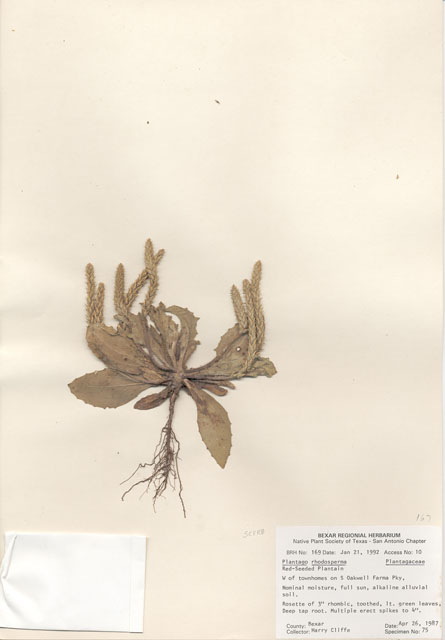 Plantago rhodosperma (Redseed plantain) #29130