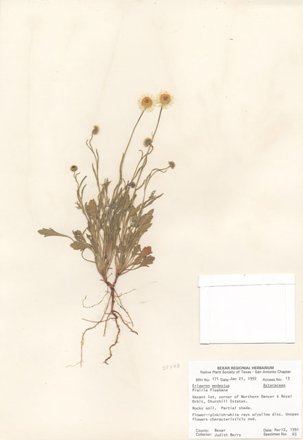 Erigeron modestus (Plains fleabane) #29132
