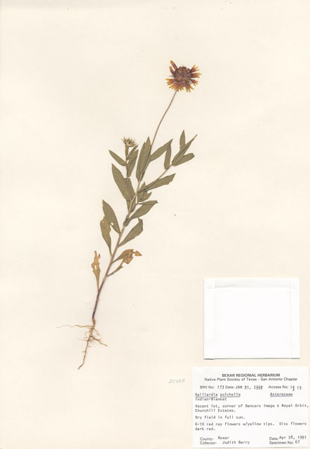 Gaillardia pulchella (Indian blanket) #29134