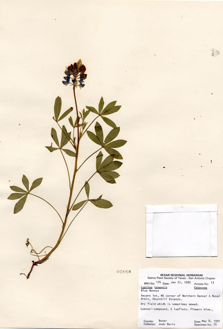 Lupinus texensis (Texas bluebonnet) #29138