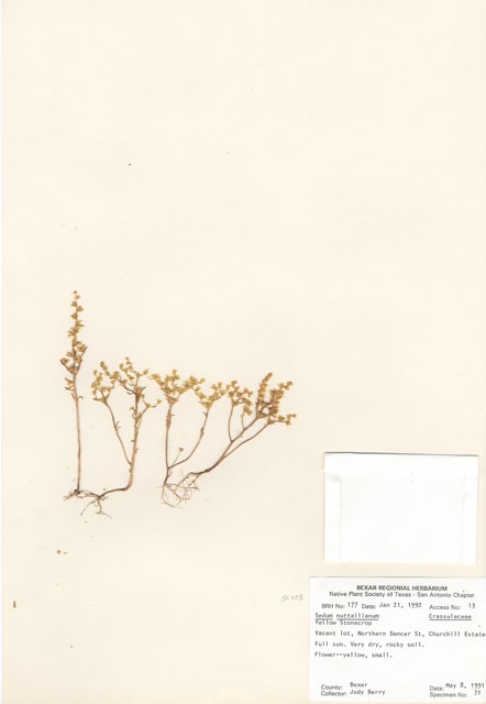 Sedum nuttallianum (Yellow stonecrop) #29139