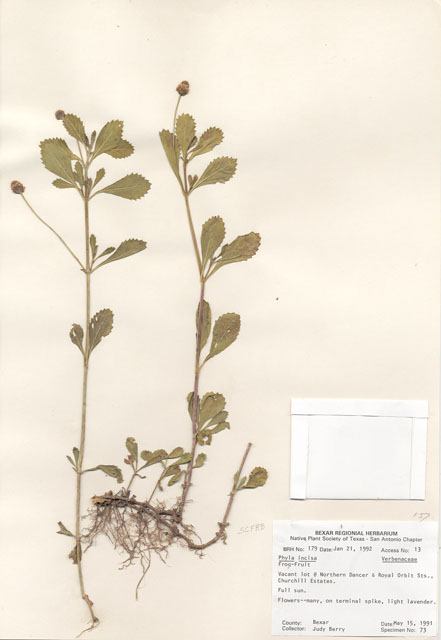 Phyla nodiflora (Texas frogfruit) #29141
