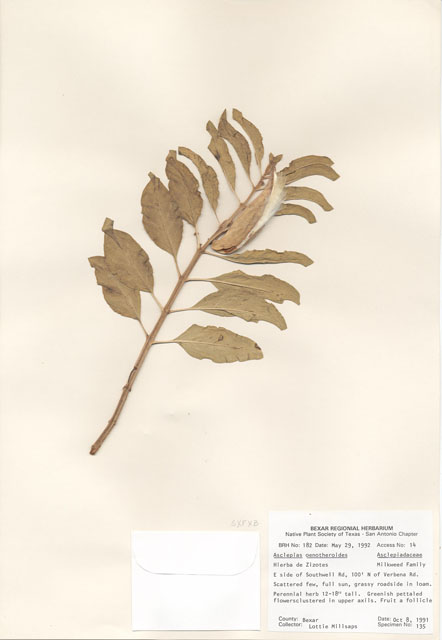 Asclepias oenotheroides (Zizotes milkweed) #29144