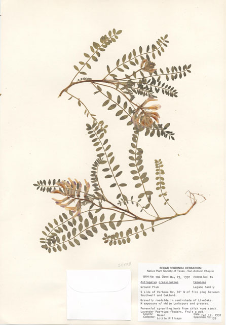 Astragalus crassicarpus (Groundplum milkvetch) #29146