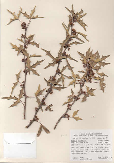 Mahonia trifoliolata (Agarita) #29148